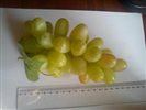 hrozno_strapec_velke1