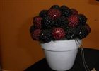 zmes_plodov4